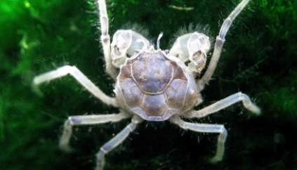 Thai Micro Crab