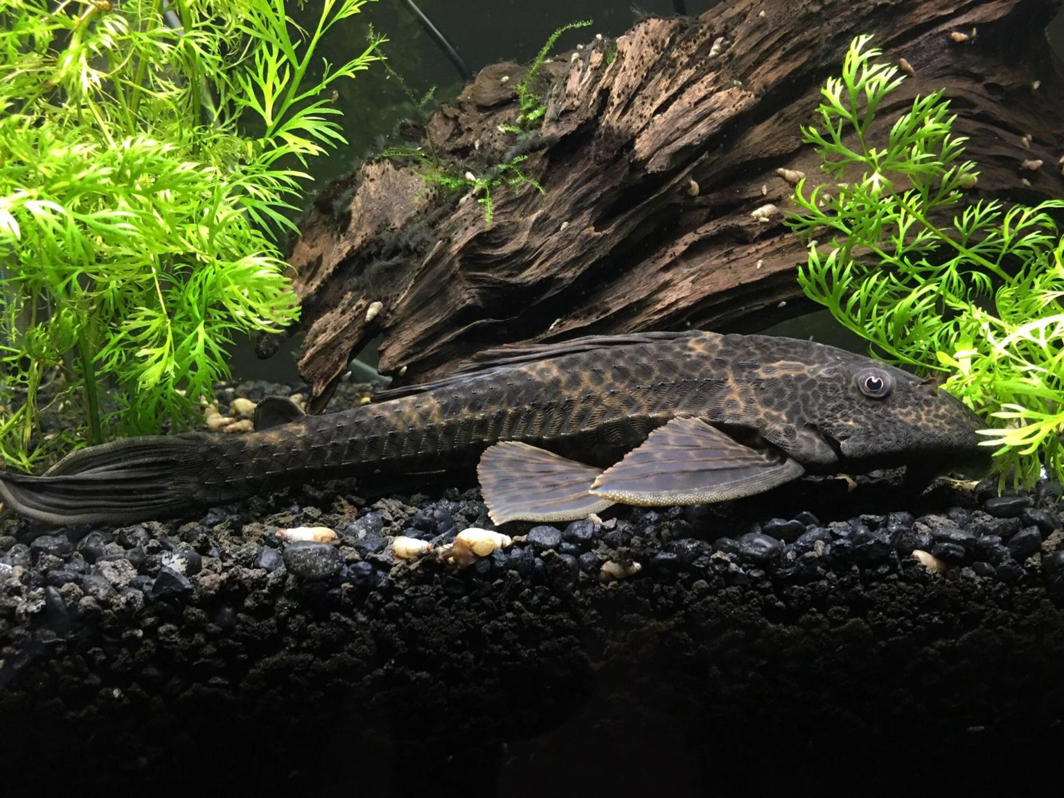 Hypostomus Plecostomus Care Guide, Breeding & Tank Size