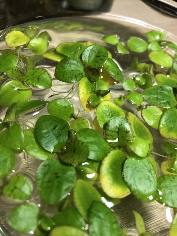 Tiger Amazon Frogbit