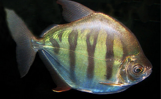 Tiger Silver Dollar Fish