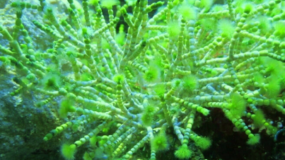 Tufted Joint Algae