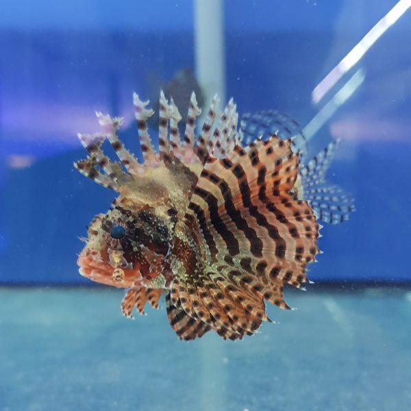 Types Of Dwarf Lionfish 