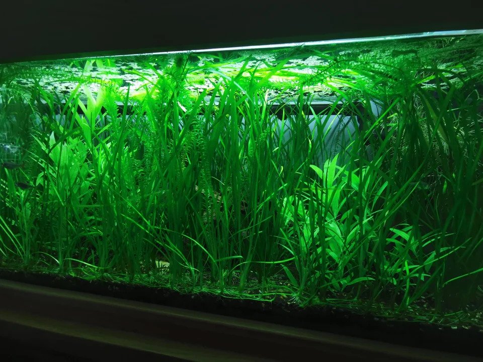 Vallisneria aquarium plant The Aquarium Guide