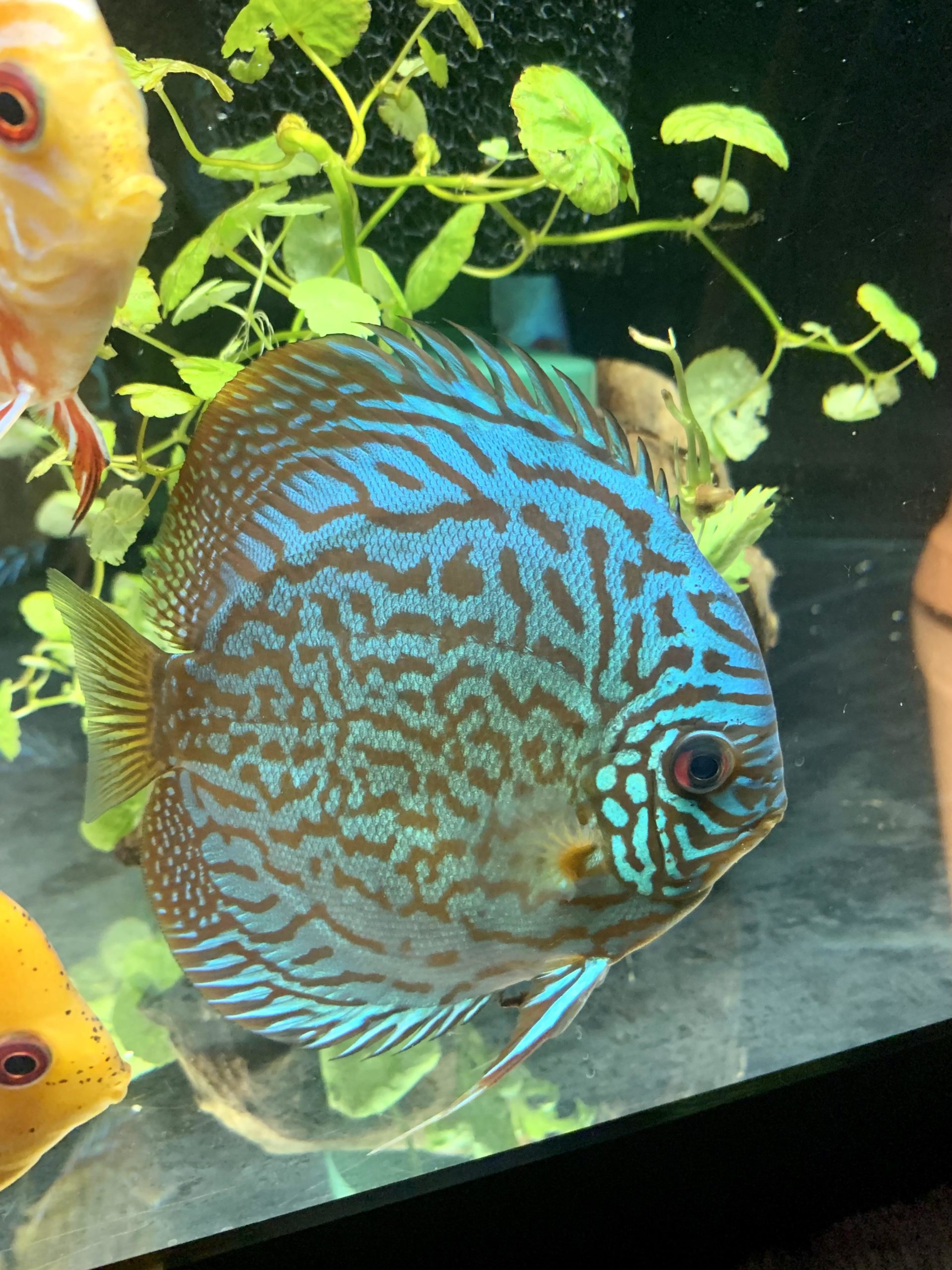 Discus Fish Complete Guide to Care, Breeding, Tank Size and Disease