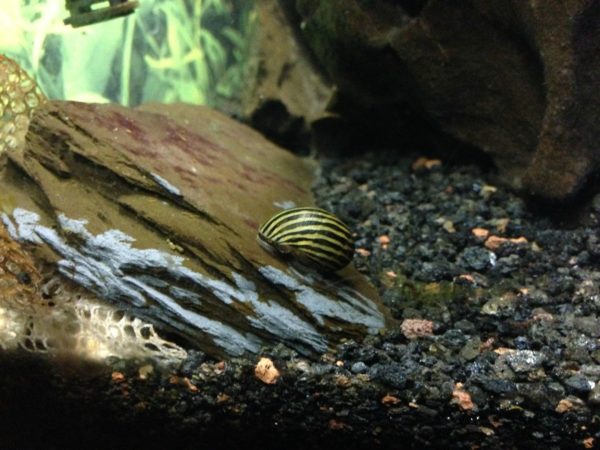 Water Parameter for Zebra Snail 