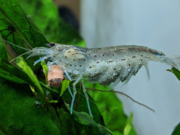 Water Parameters for Amano Shrimp 