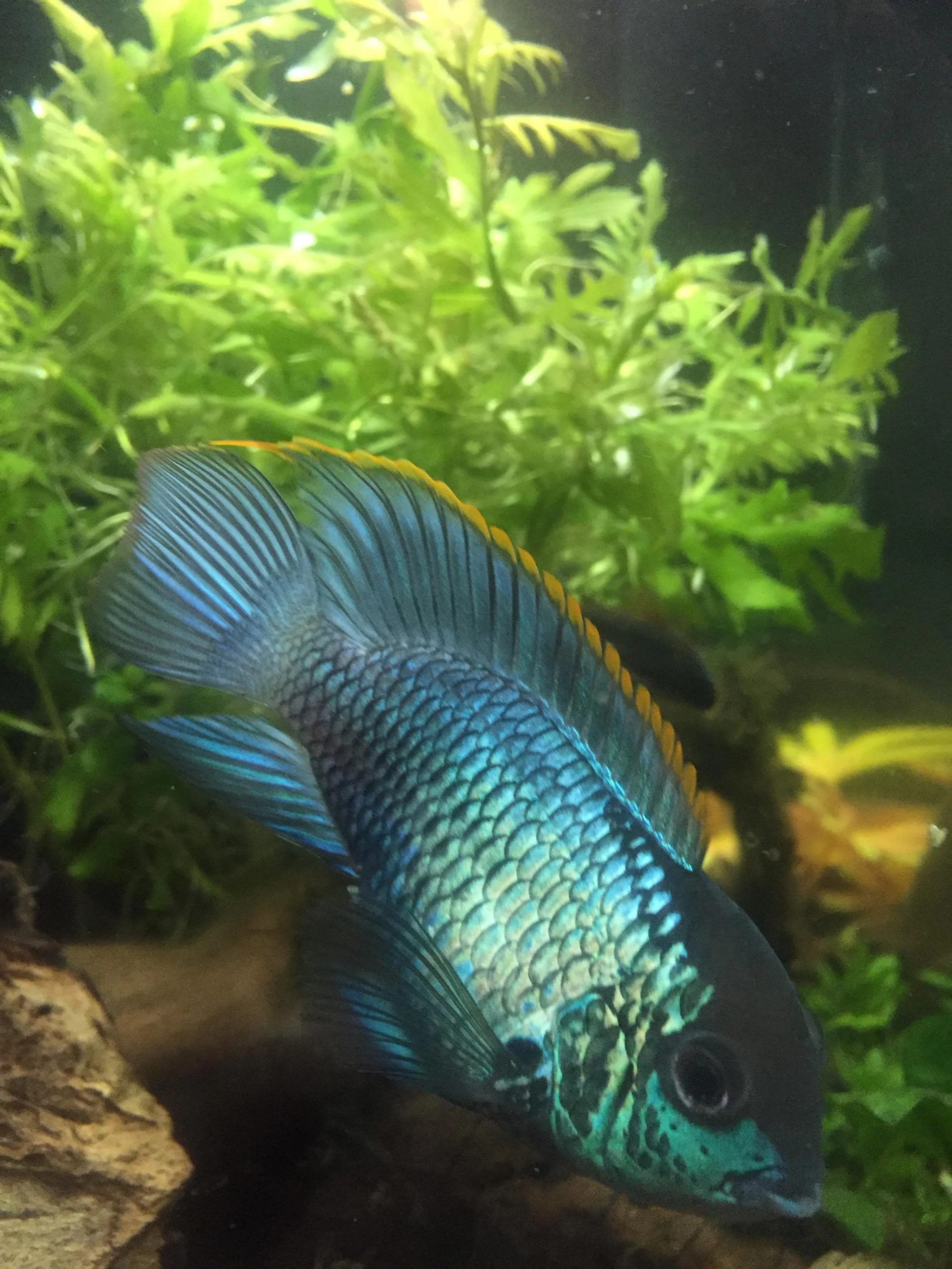 Electric Blue Acara Care Guide, Breeding, Tank Size & Disease