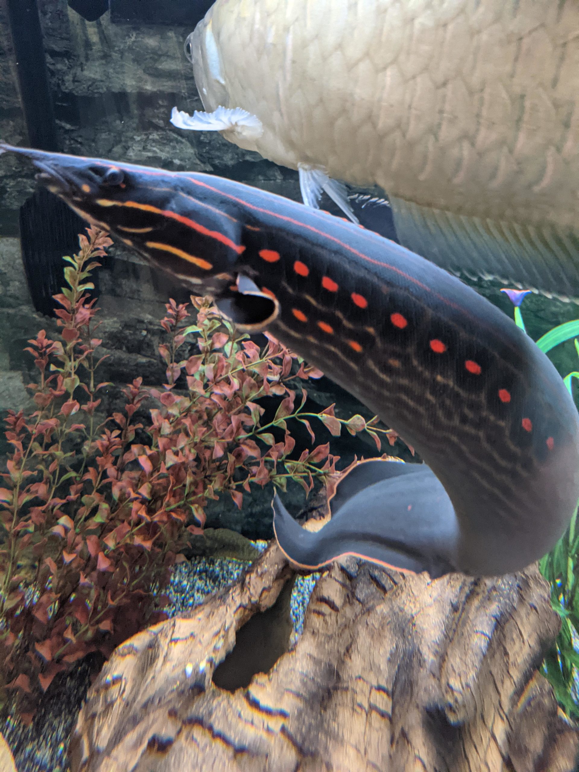 Fire Eel Natural Care Guide, Breeding, Tank Size and Disease
