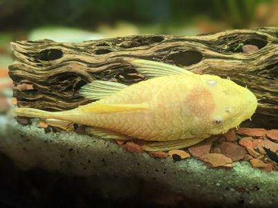 Water Parameters for Hypostomus Plecostomus