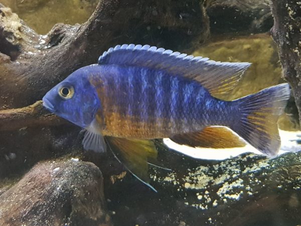 Water Parameters for Peacock Cichlids