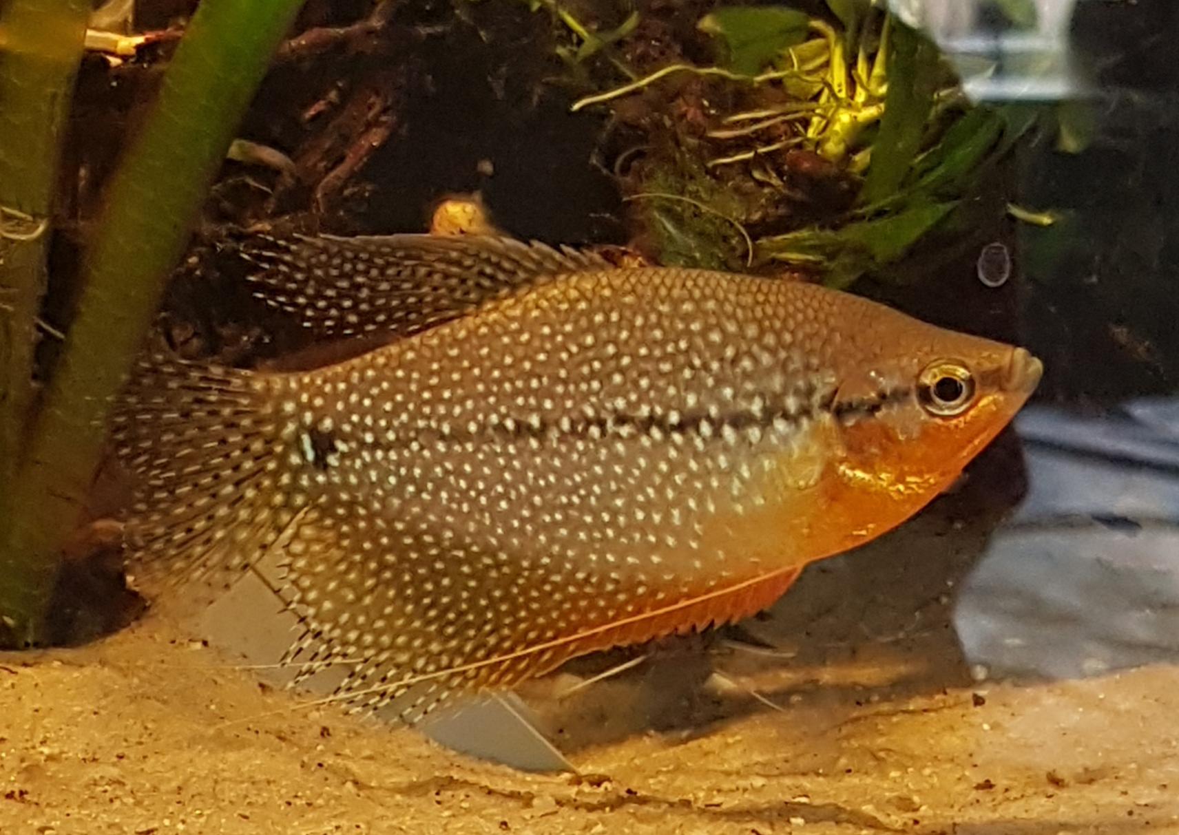 Pearl Gourami: Care Guide, Breeding, Tank Size, & Diseases