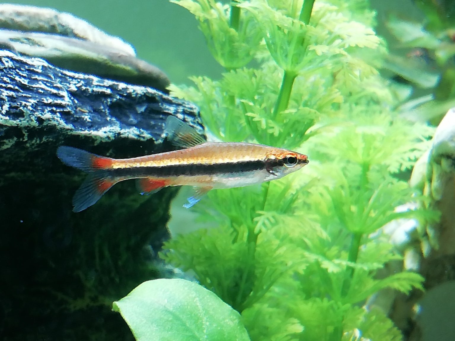 Pencilfish : Full Care Guide, Breeding, Tank Size and Disease