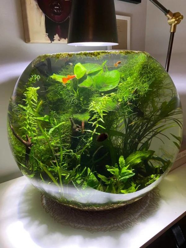 Well Planted Aquarium Pot