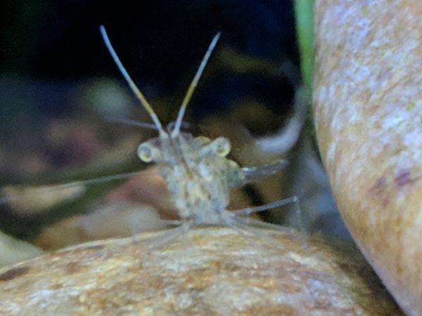 Whisker Shrimp Common Diseases And Their Treatment