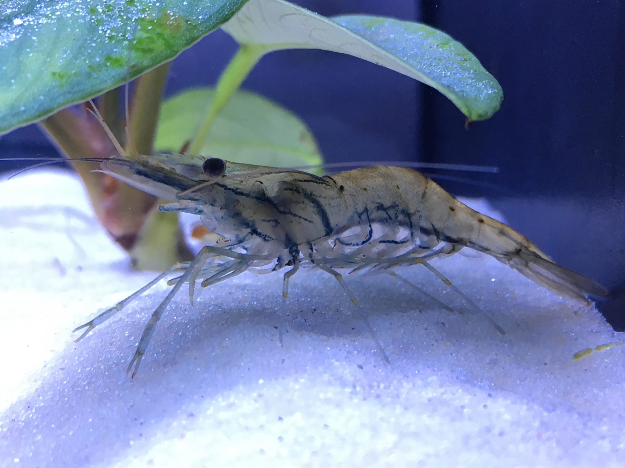 Whisker Shrimp Guide to Care, Diet, Breeding, Tank Mates, and More