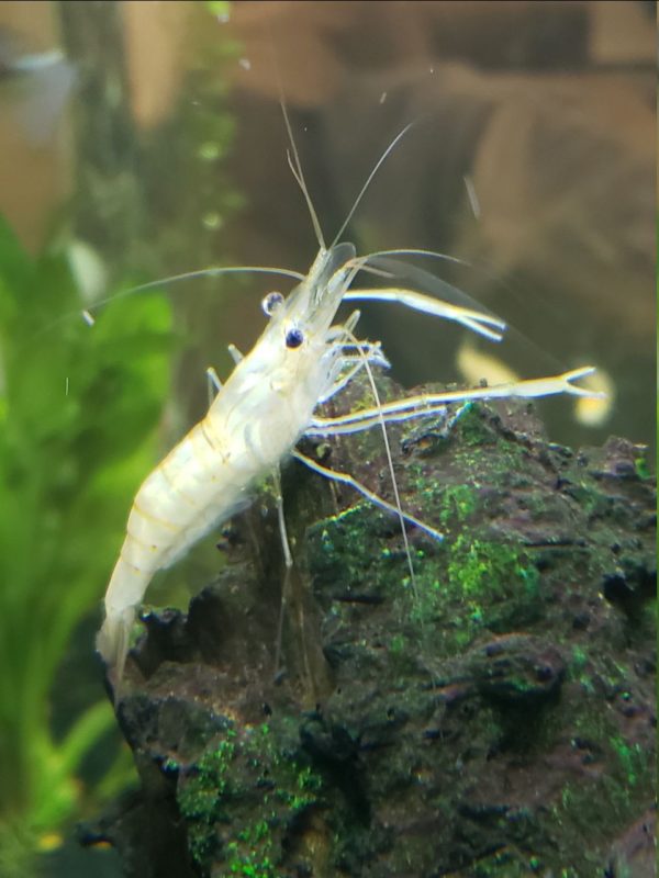 Whisker Shrimp Tank Size And Specifications