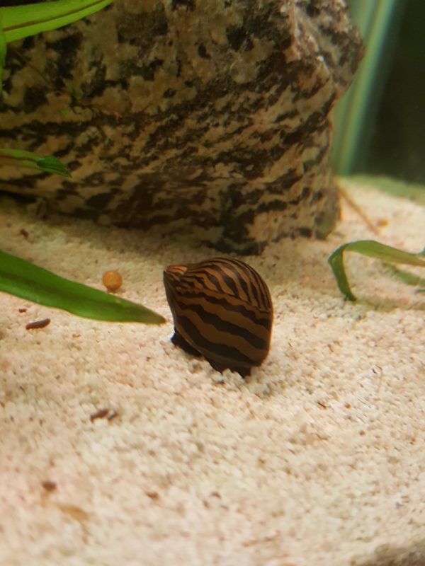 Zebra Snail Care and Tank Set-Up