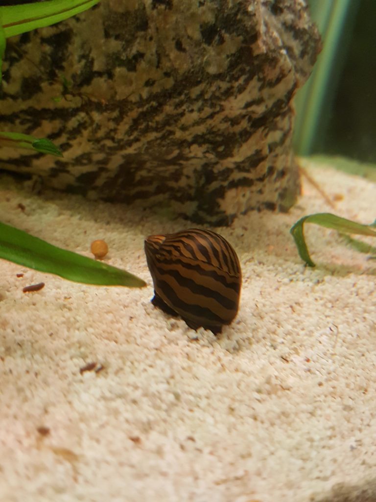 Zebra Snail : Complete Guide to Care, Breeding, Tank Size and Disease ...