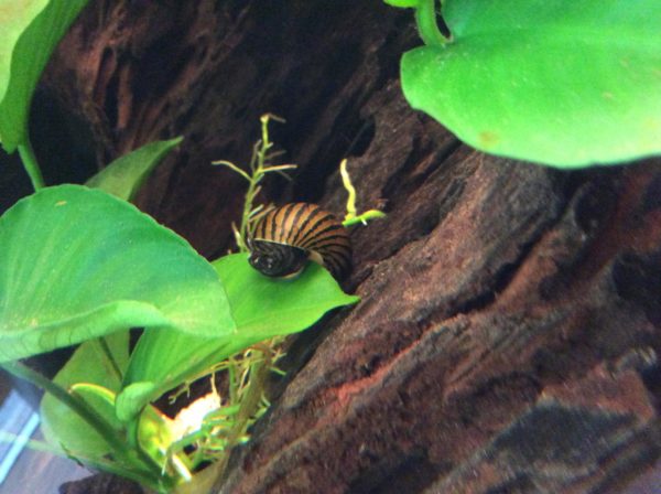 Zebra Snail Landscape 