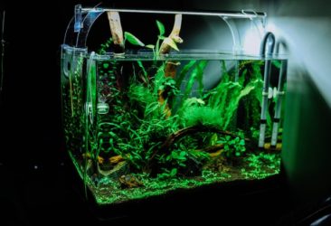 Signs Of Too Much CO2 In Aquarium