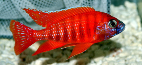 Red Peacock Cichlid