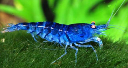 Blue Tiger Shrimp