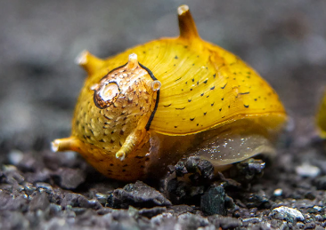 Olive Gold/ Horn Nerite Snail
