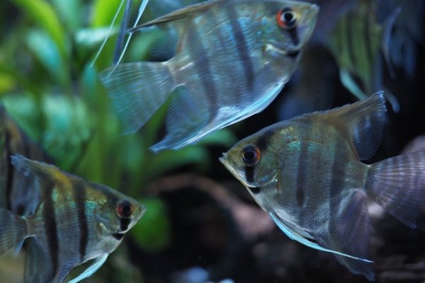 Difference between Male and Female Angelfish