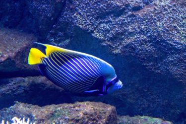 What is the Difference Between Male & Female Angelfish? Explained