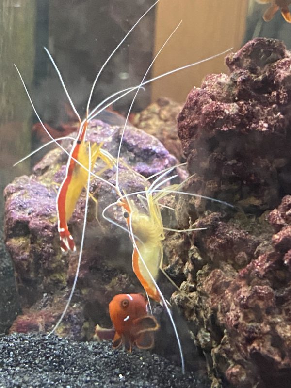 Cleaner Shrimp Tank Mates