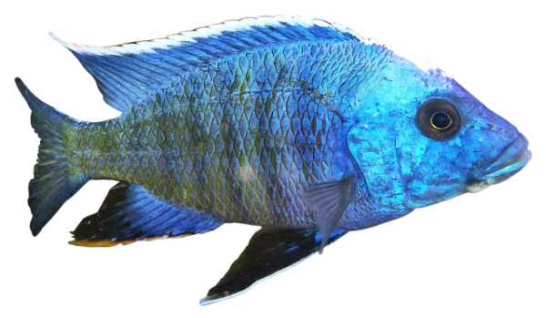 Difference Between Rusty Cichlid  Male vs. Female