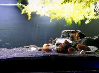Rusty Cichlid Care Guide - Tank set up