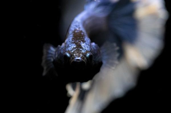 Different Kinds of Betta Diseases and How to Cure It?