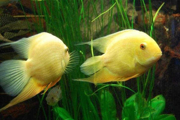 Do Cichlid fish get lonely?
