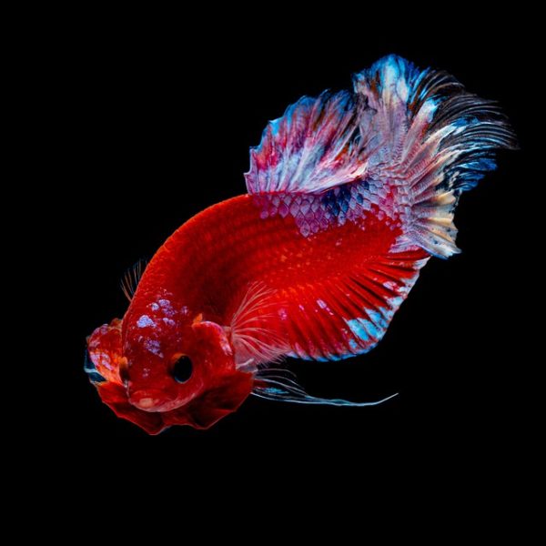 Your Betta Doesn’t have Eyelids