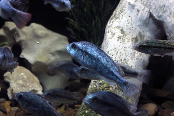 How to Save a Cichlid Fish That is Upside Down?