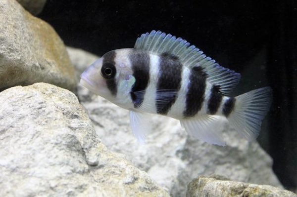 cichlids dying one by one