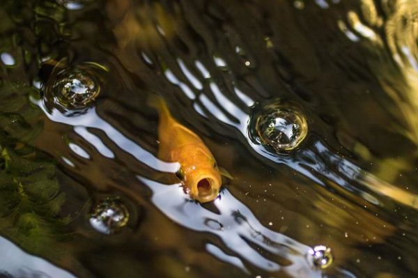 how to save a dying cichlid - gasping
