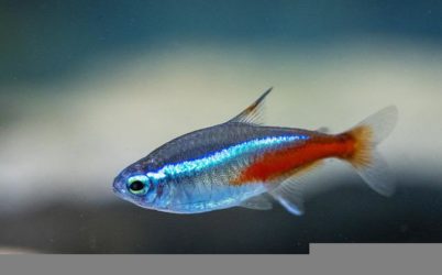 How to Feed Neon Tetras?