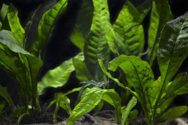Planted vs. Non-Planted Shrimp Tank