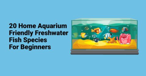 20 Home Aquarium Friendly Freshwater Fish Species For Beginners-min