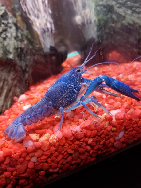Blue Crayfish