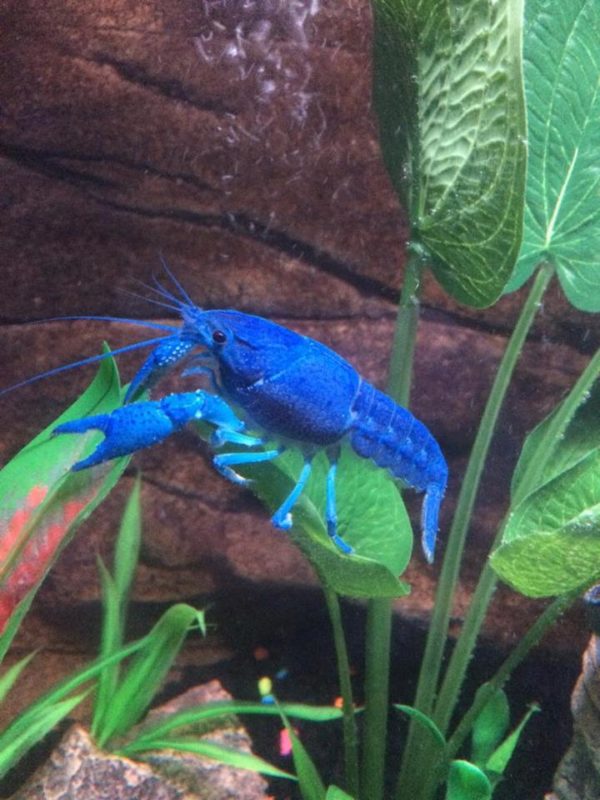 Blue Crayfish on plant