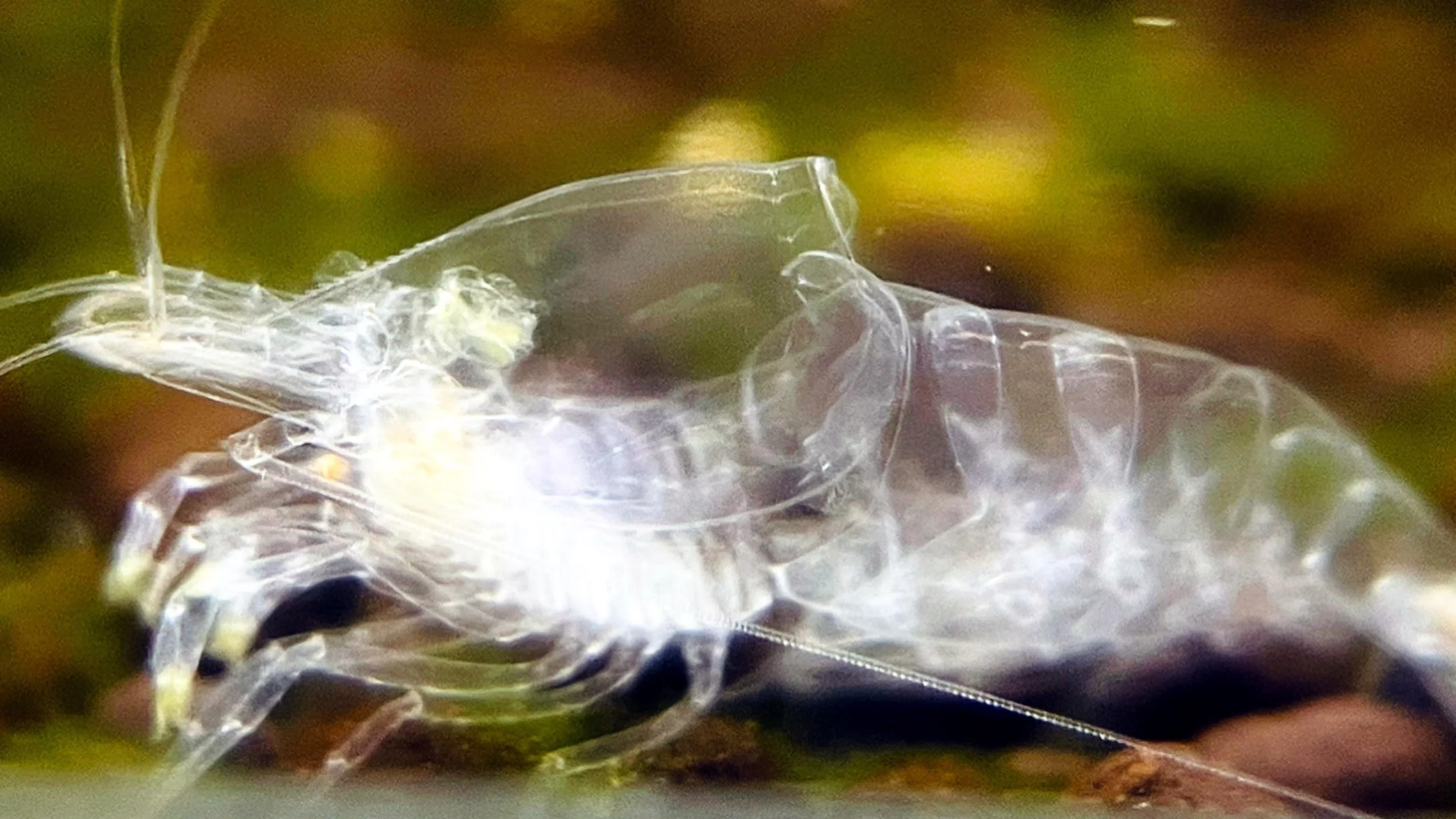 Can Shrimp Die from Molting