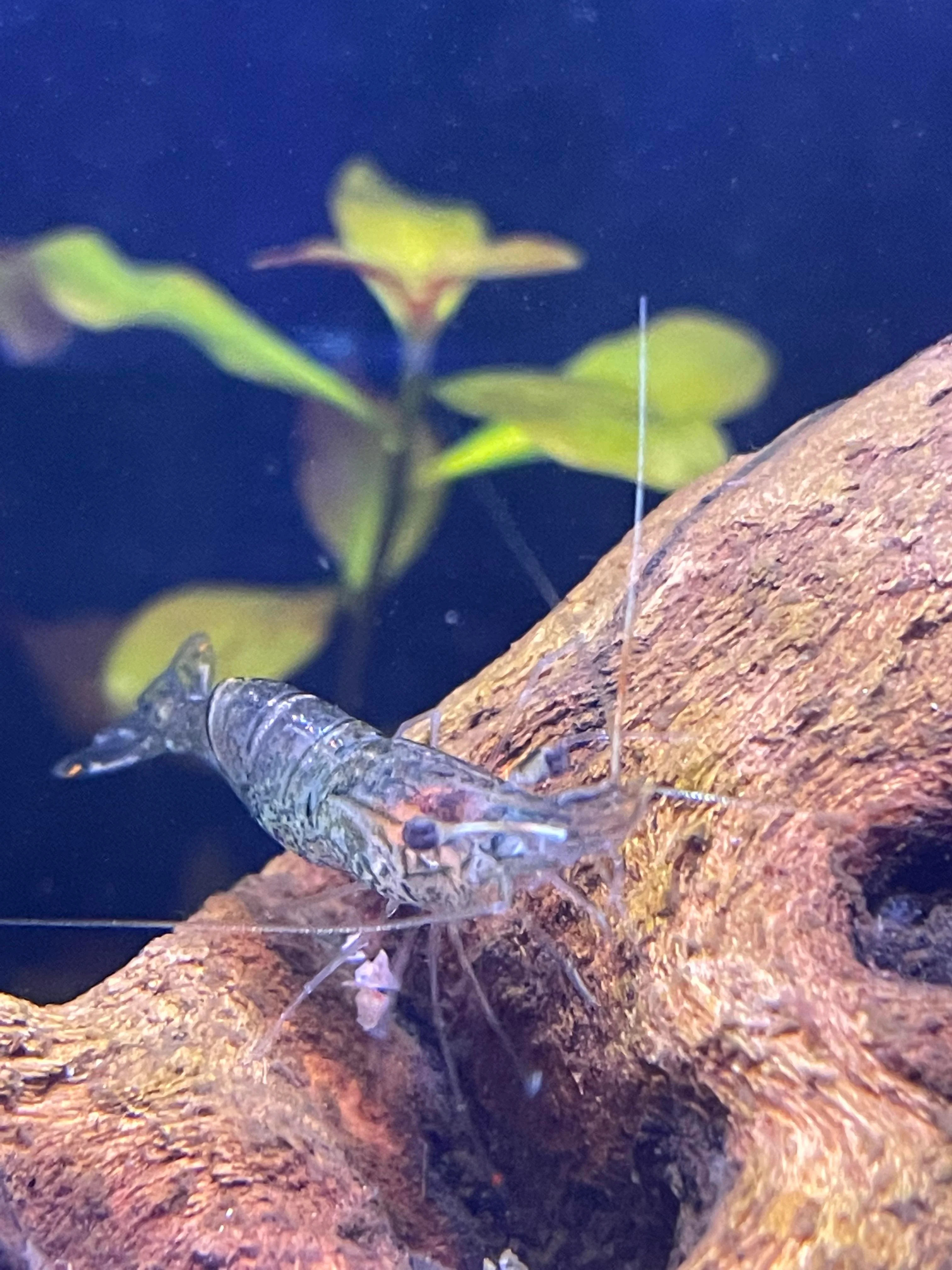 Ghost Shrimp prevention from Turning White