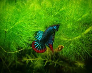How Long Can a Fish Live with Swim Bladder Disease