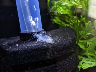 How Often Do Ghost Shrimp Molt