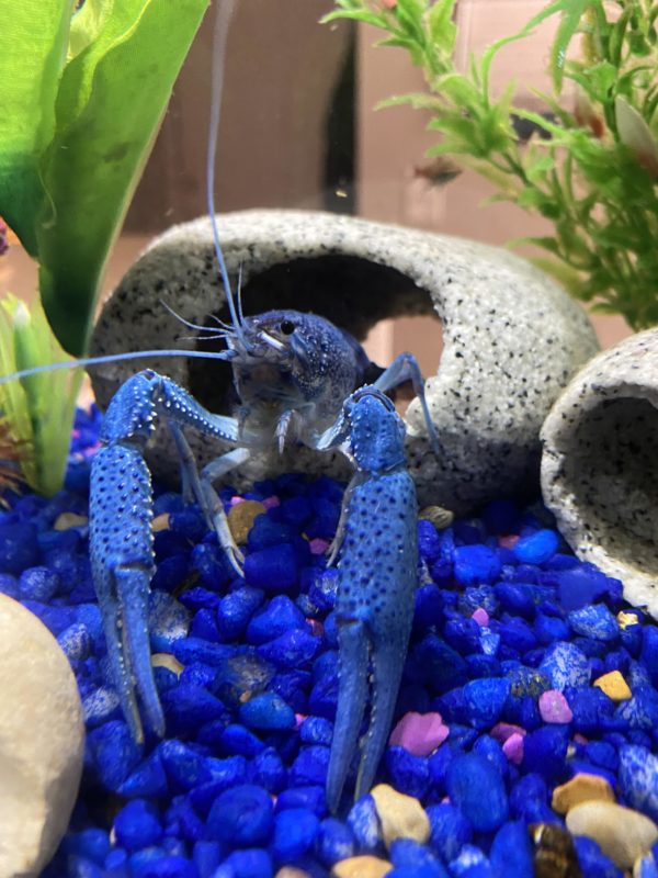 Is A Blue Crayfish Worth it?
