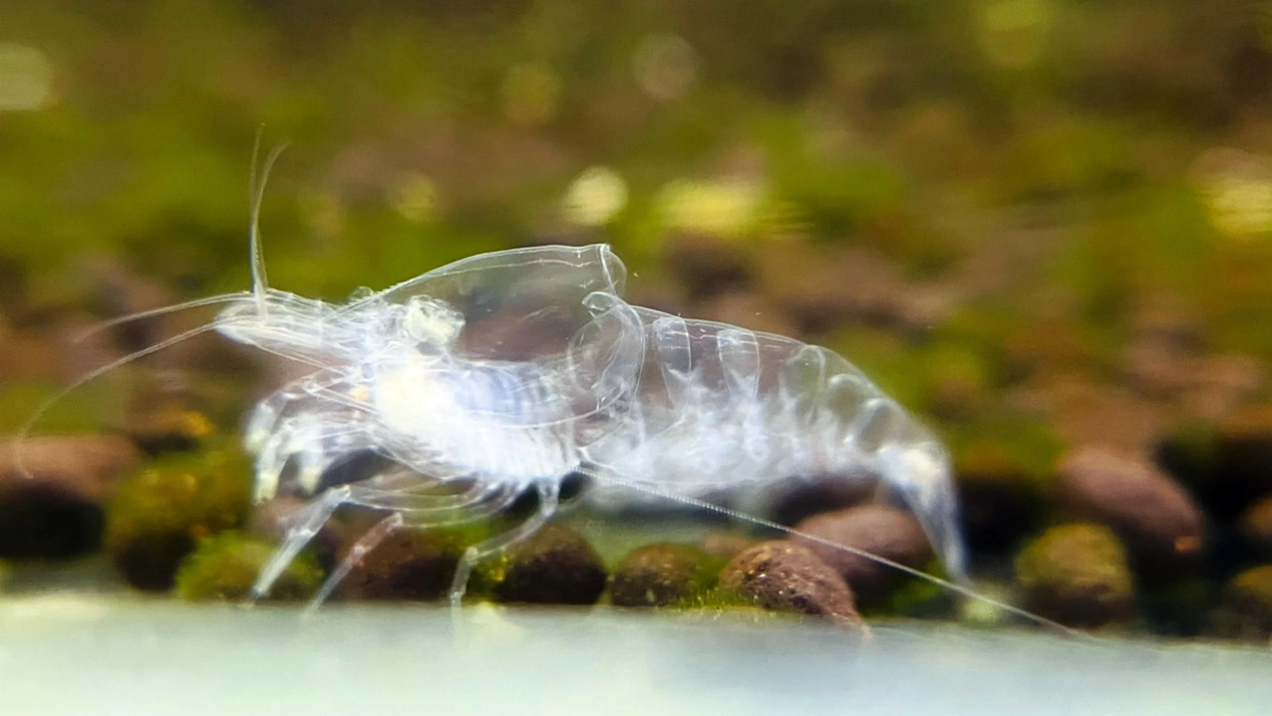 Perfect Ghost Shrimp Molting