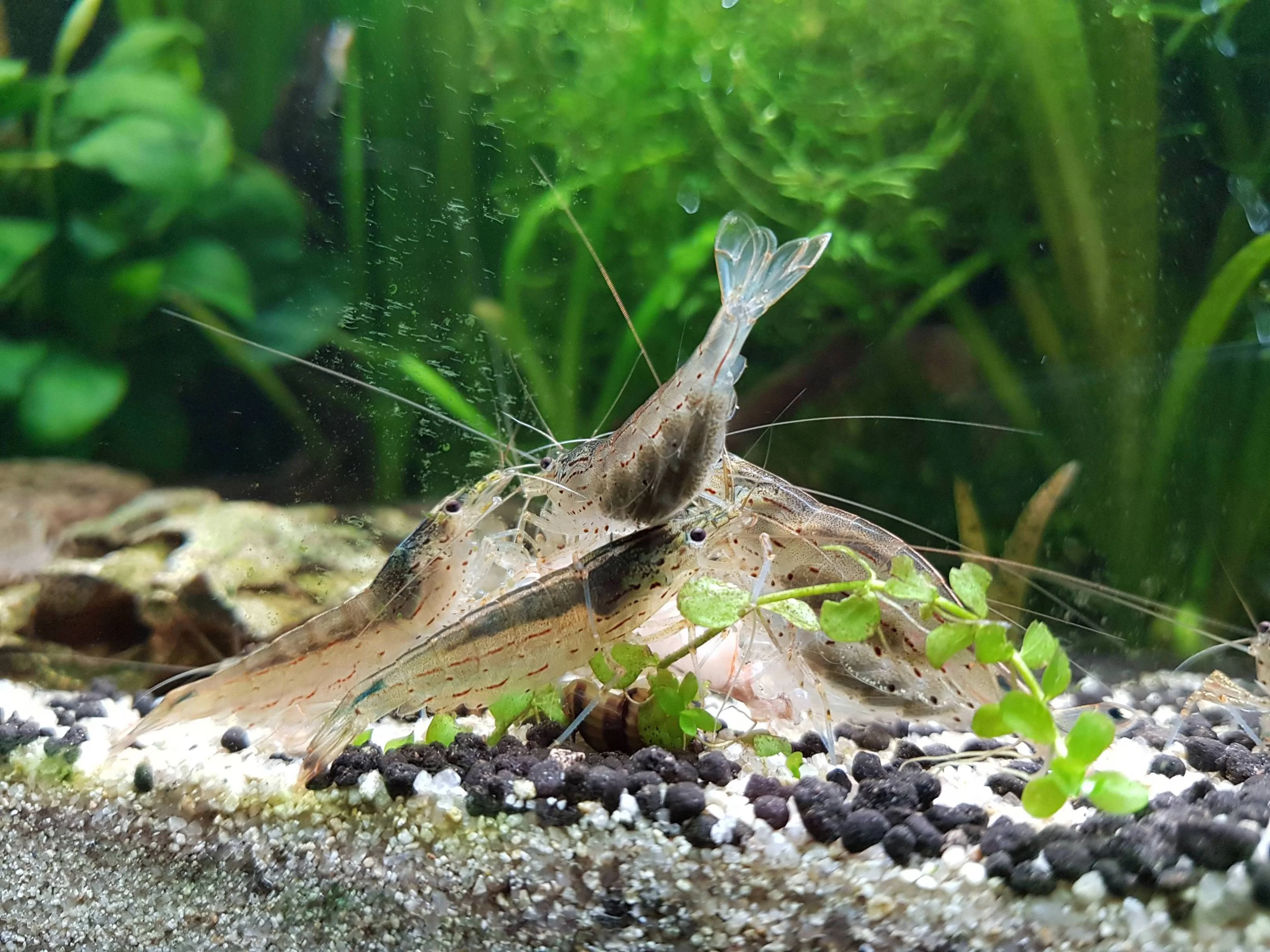 Possible Reasons for Ghost Shrimp Death